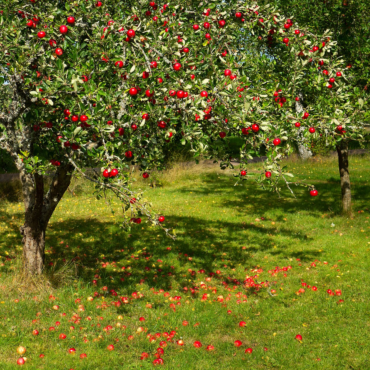 Kenaikan Harga Apple Picu Kekhawatiran Biaya AI